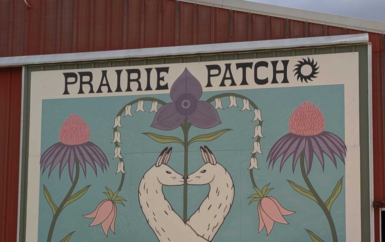 Prairie Patch Farm: A Llama BnB in Iowa