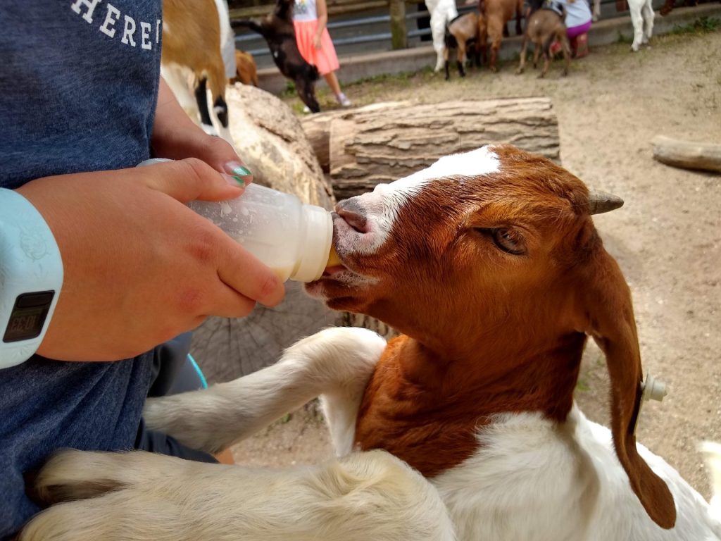 Grant's Farm Goat